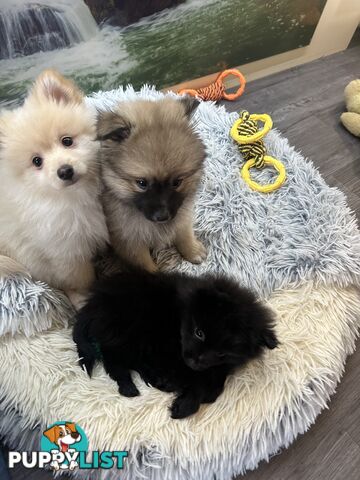 Purebred German Spitz $1,500