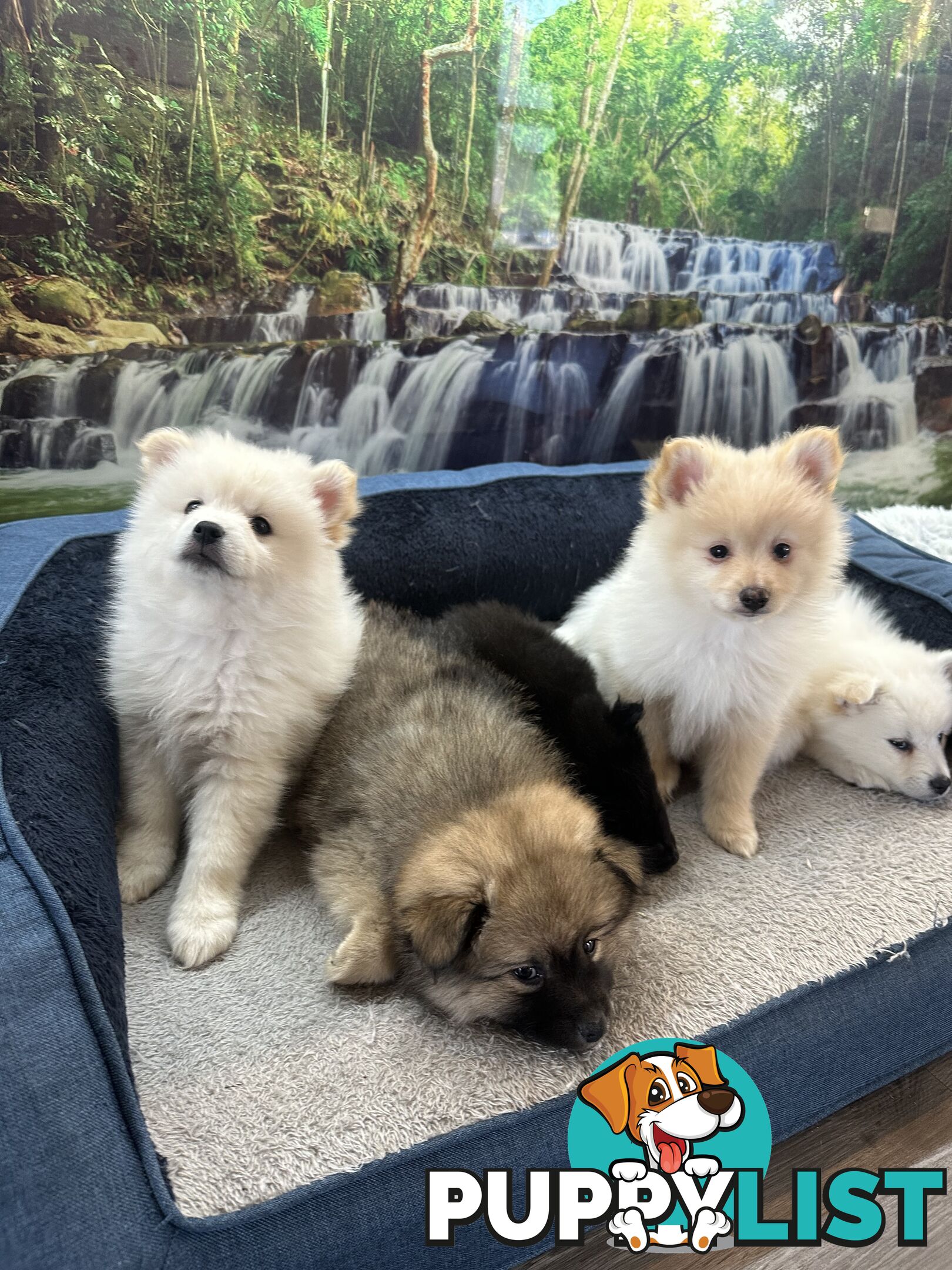 Purebred German Spitz $1,500