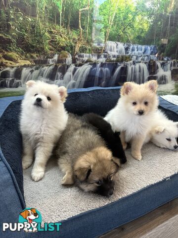 Purebred German Spitz $1,500