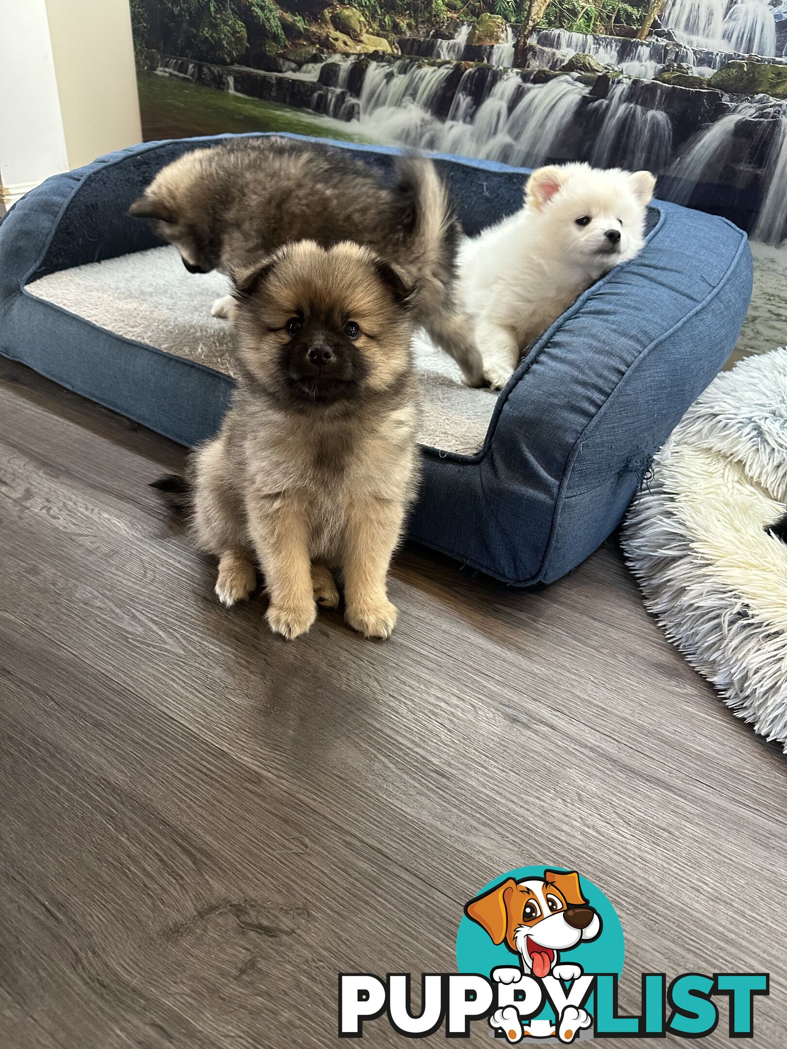 Purebred German Spitz $1,500