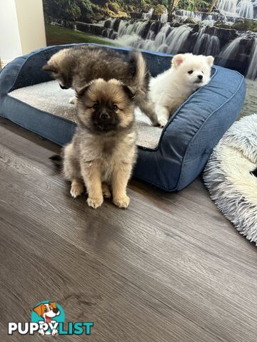 Purebred German Spitz $1,500