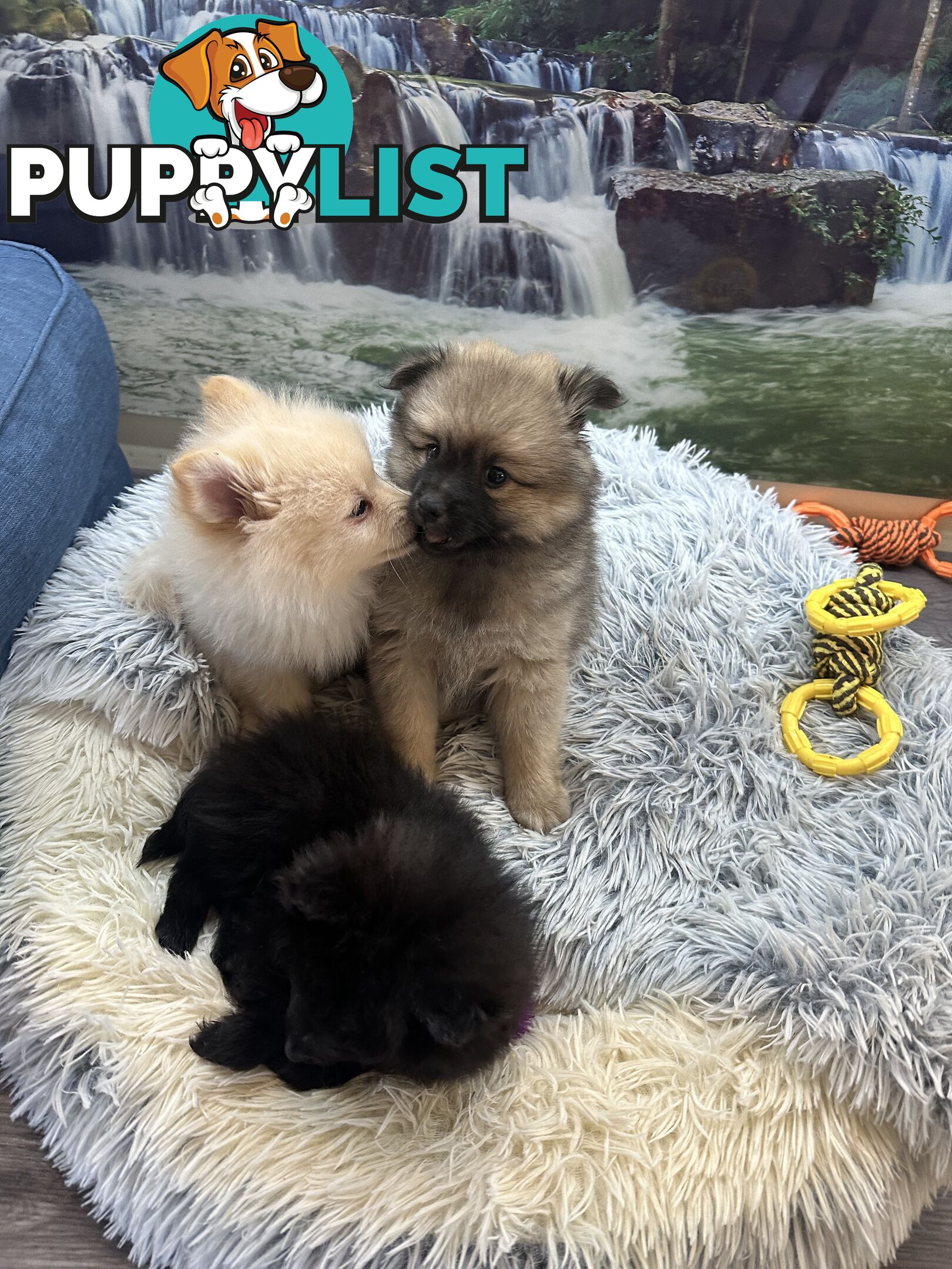 Purebred German Spitz $1,500