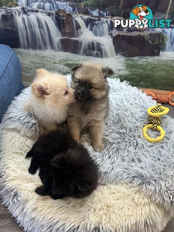 Purebred German Spitz $1,500