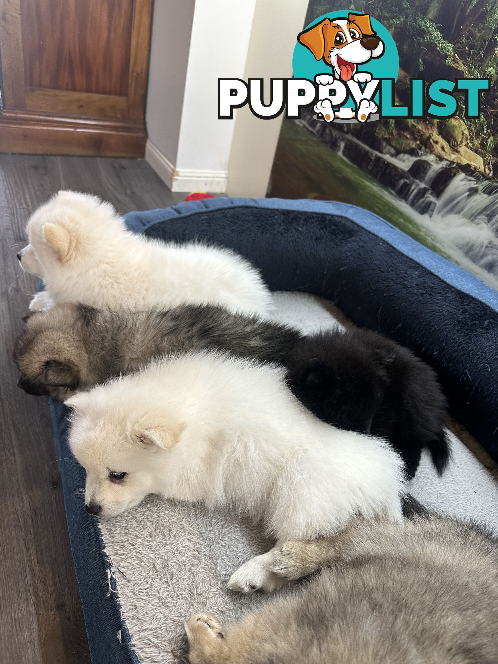 Purebred German Spitz $1,500
