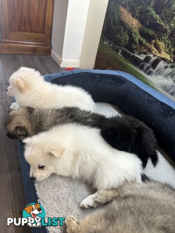 Purebred German Spitz $1,500