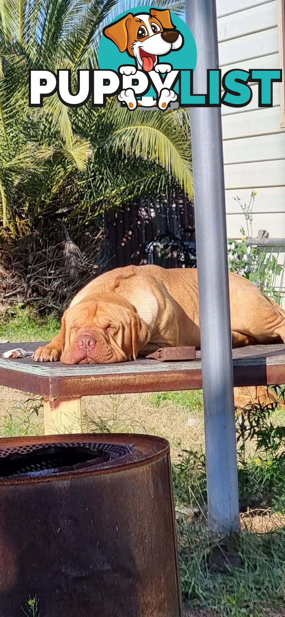 Dogue De Bordeaux Cross puppies