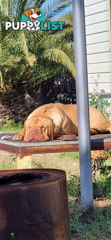 Dogue De Bordeaux Cross puppies