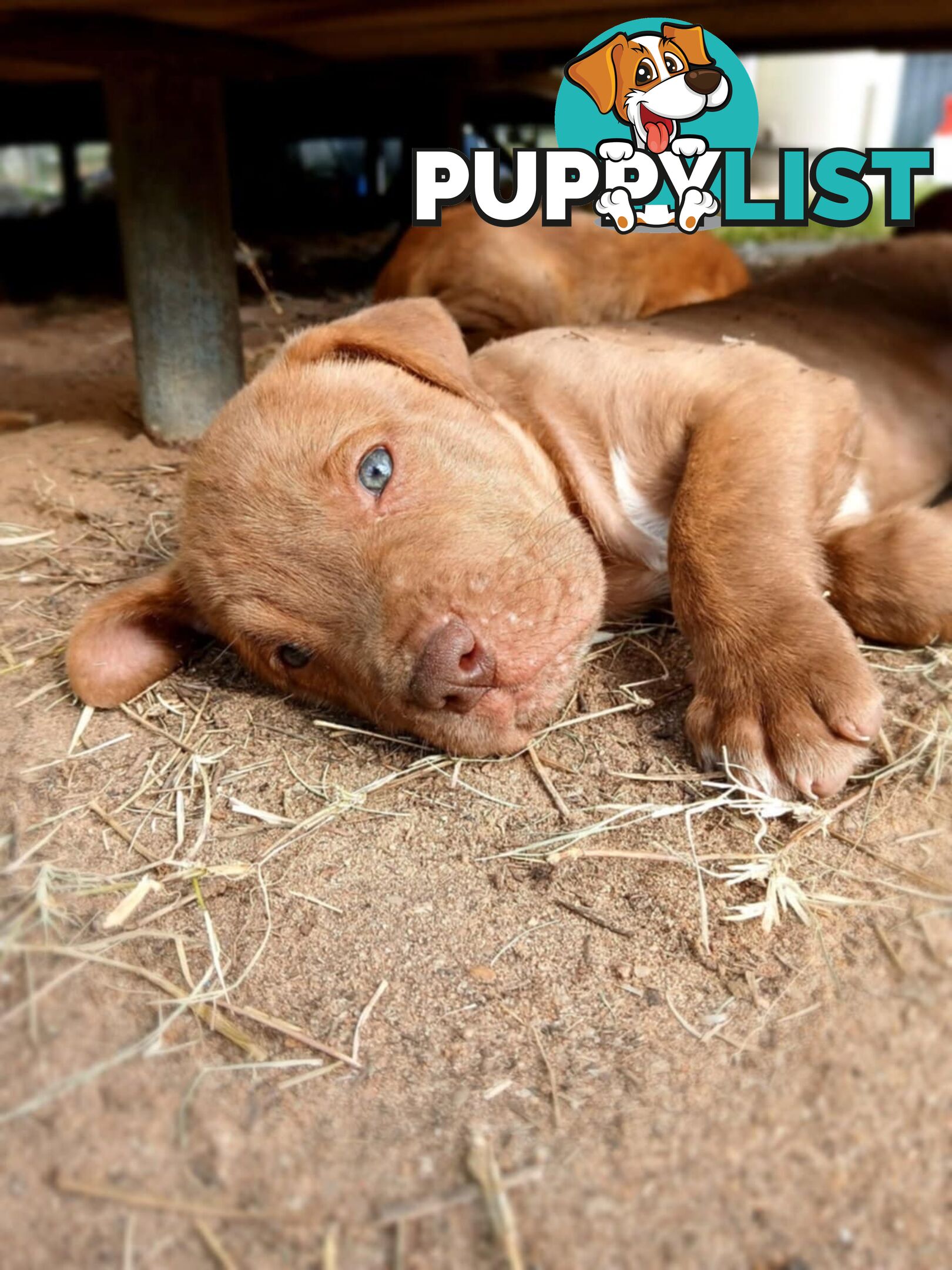 Dogue De Bordeaux Cross puppies