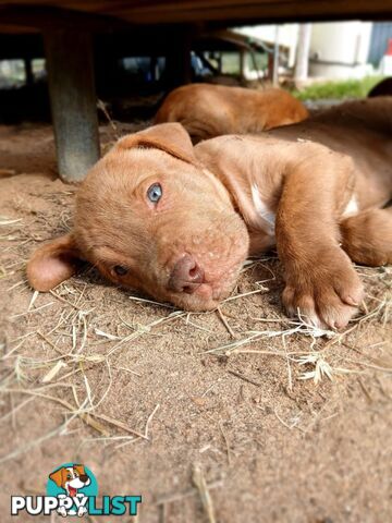 Dogue De Bordeaux Cross puppies