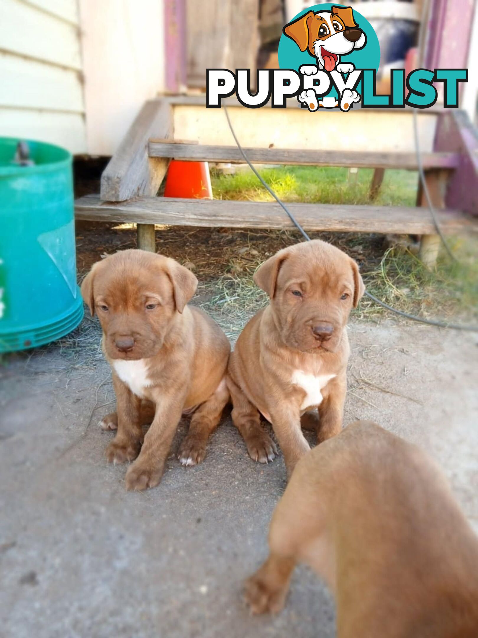 Dogue De Bordeaux Cross puppies