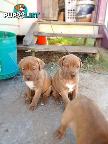 Dogue De Bordeaux Cross puppies