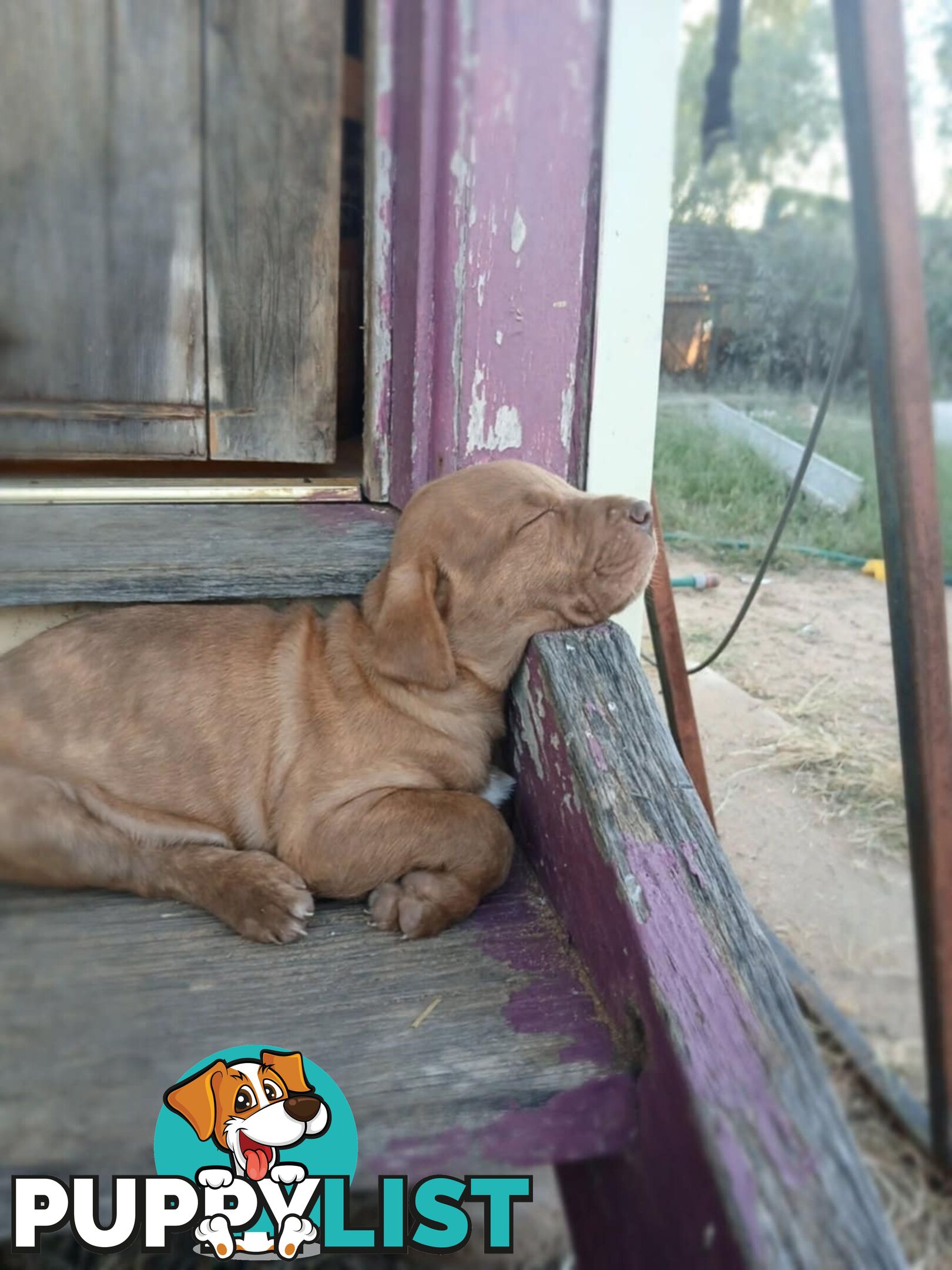 Dogue De Bordeaux Cross puppies