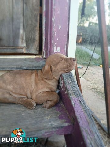Dogue De Bordeaux Cross puppies