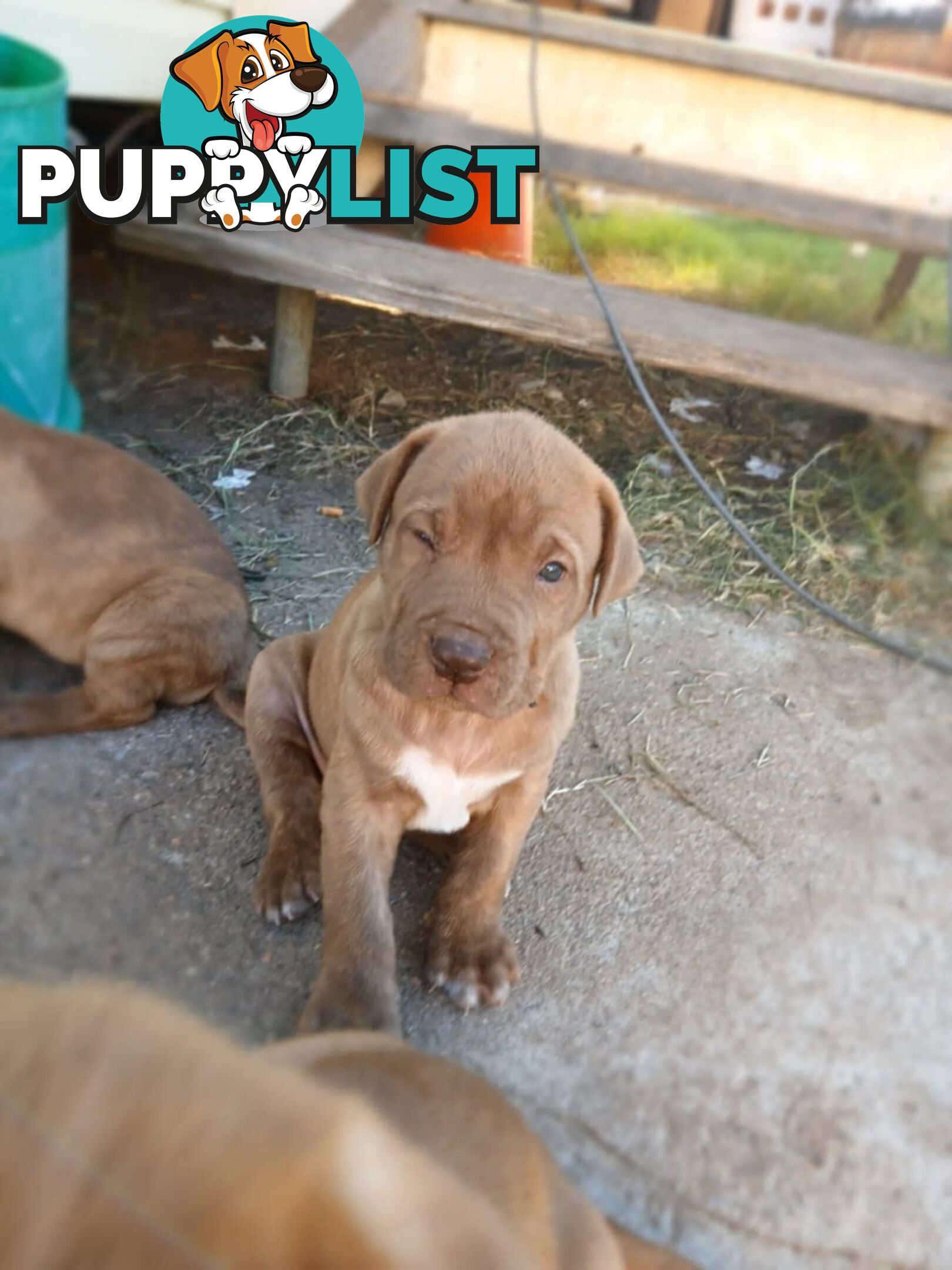 Dogue De Bordeaux Cross puppies