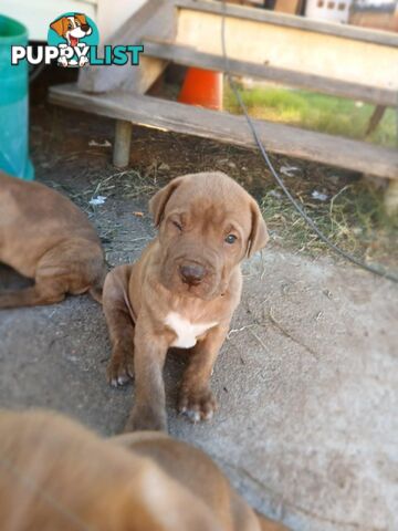 Dogue De Bordeaux Cross puppies