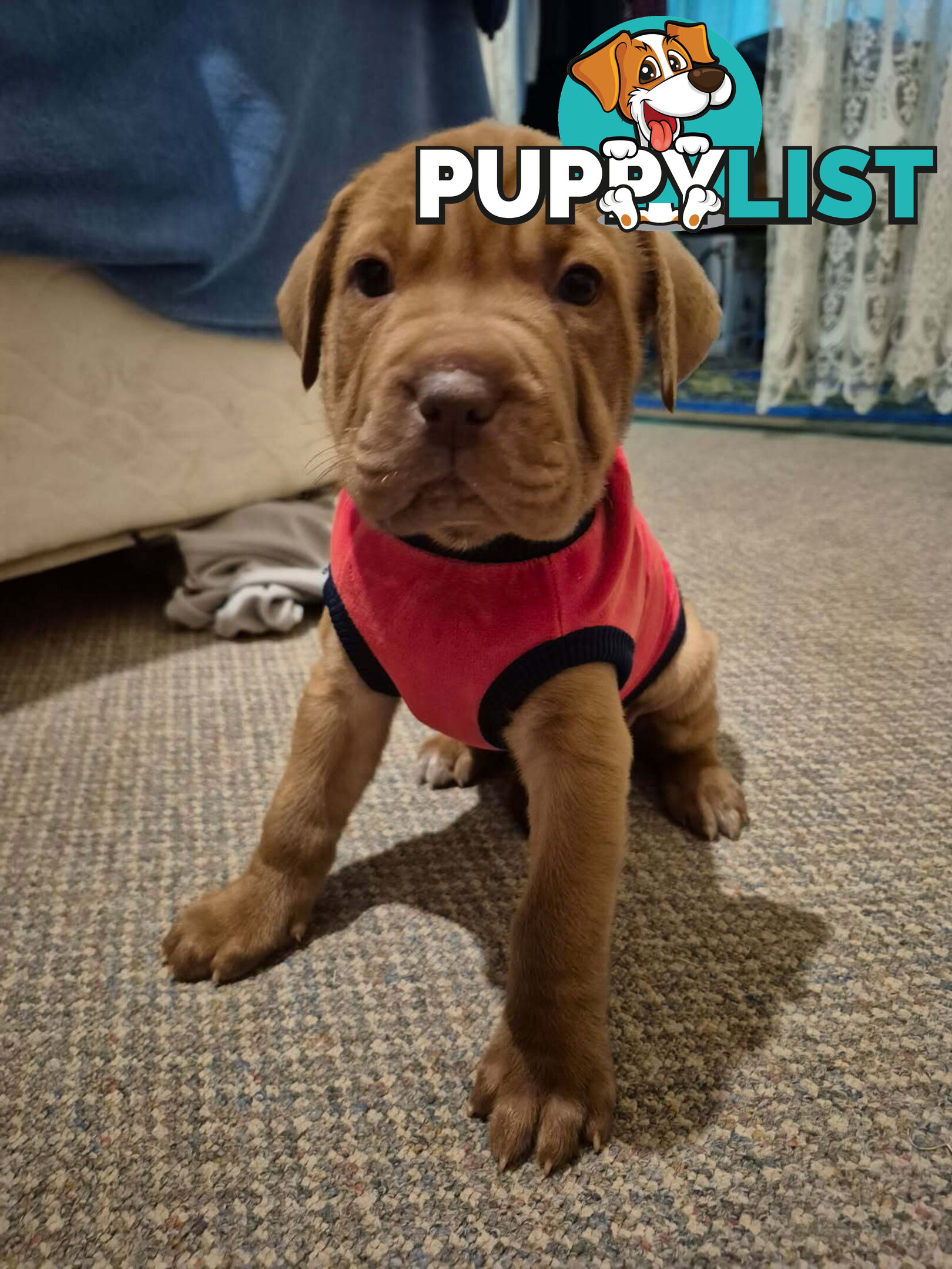 Dogue De Bordeaux Cross puppies