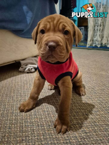 Dogue De Bordeaux Cross puppies
