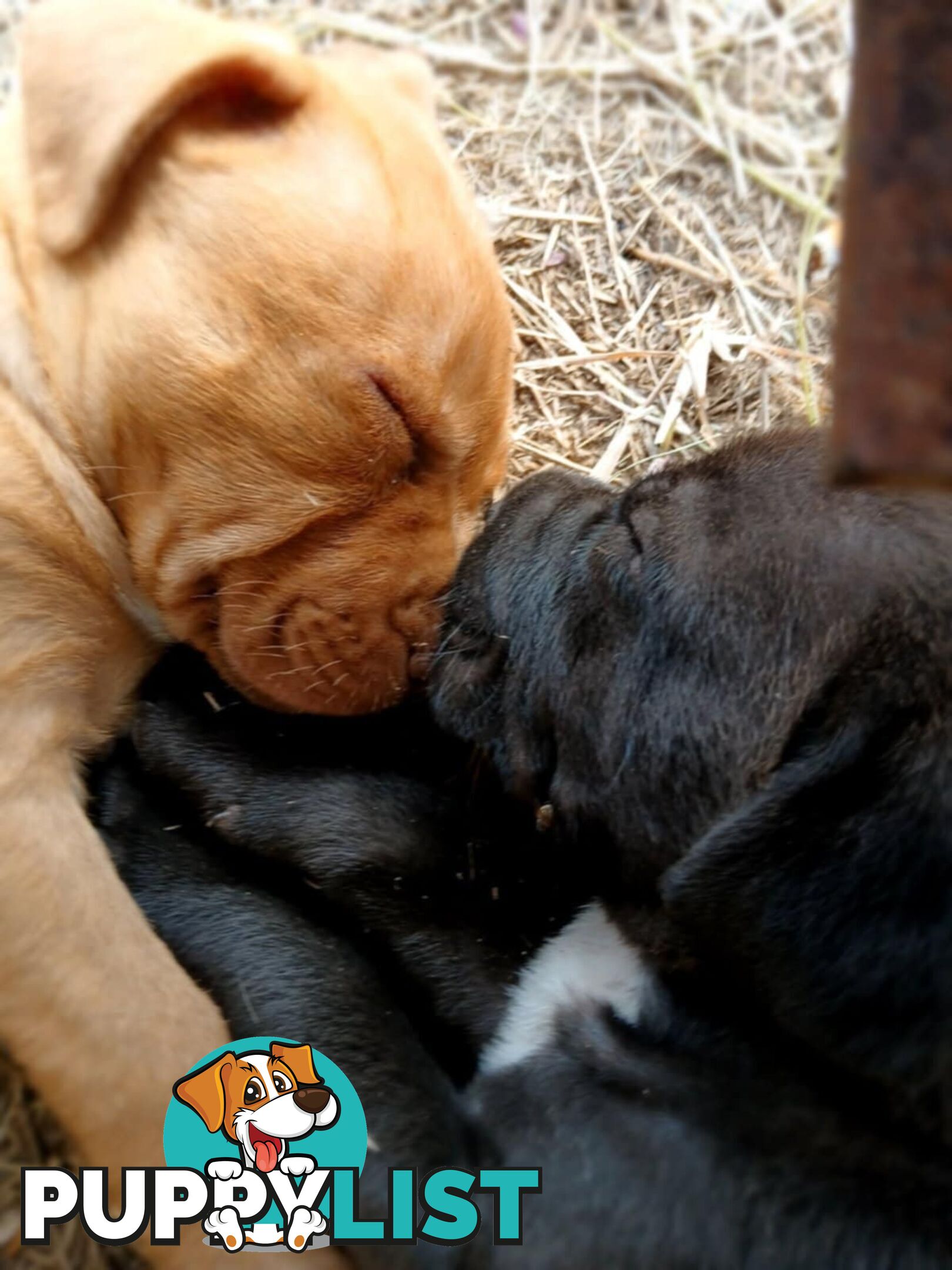Dogue De Bordeaux Cross puppies