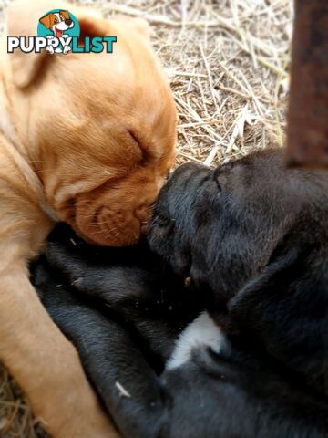 Dogue De Bordeaux Cross puppies