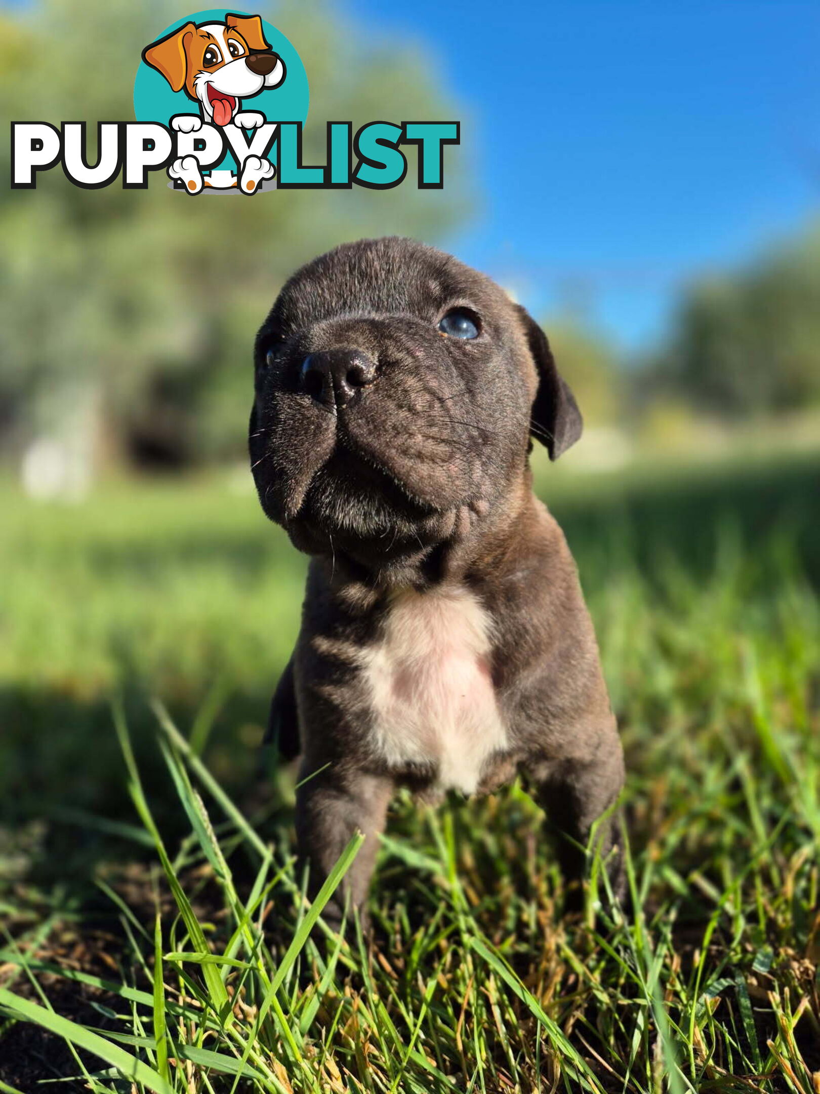 Dogue De Bordeaux Cross puppies
