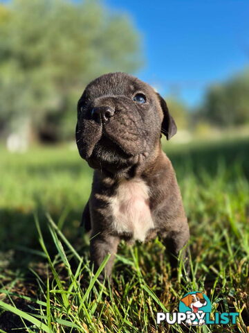 Dogue De Bordeaux Cross puppies