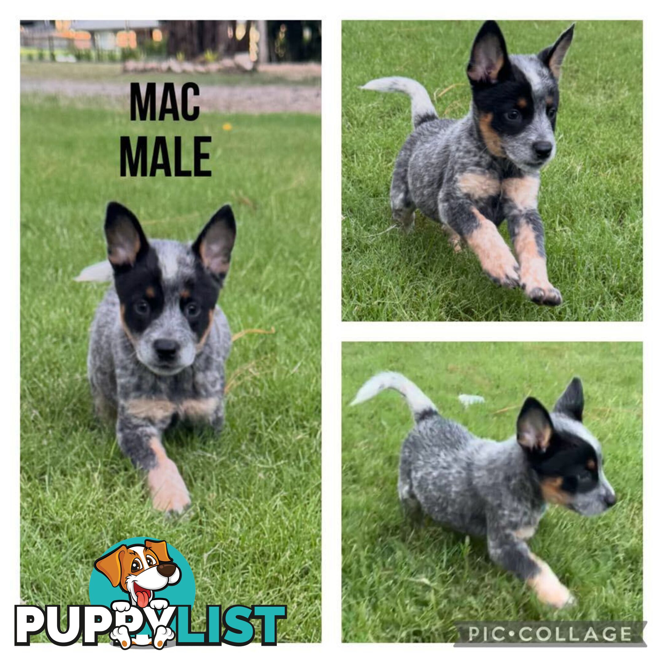 Australian Cattle Dog Puppies - Blue Heelers Pure Bred