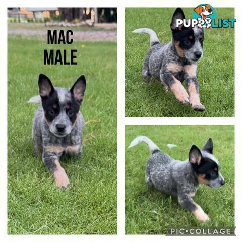 Australian Cattle Dog Puppies - Blue Heelers Pure Bred