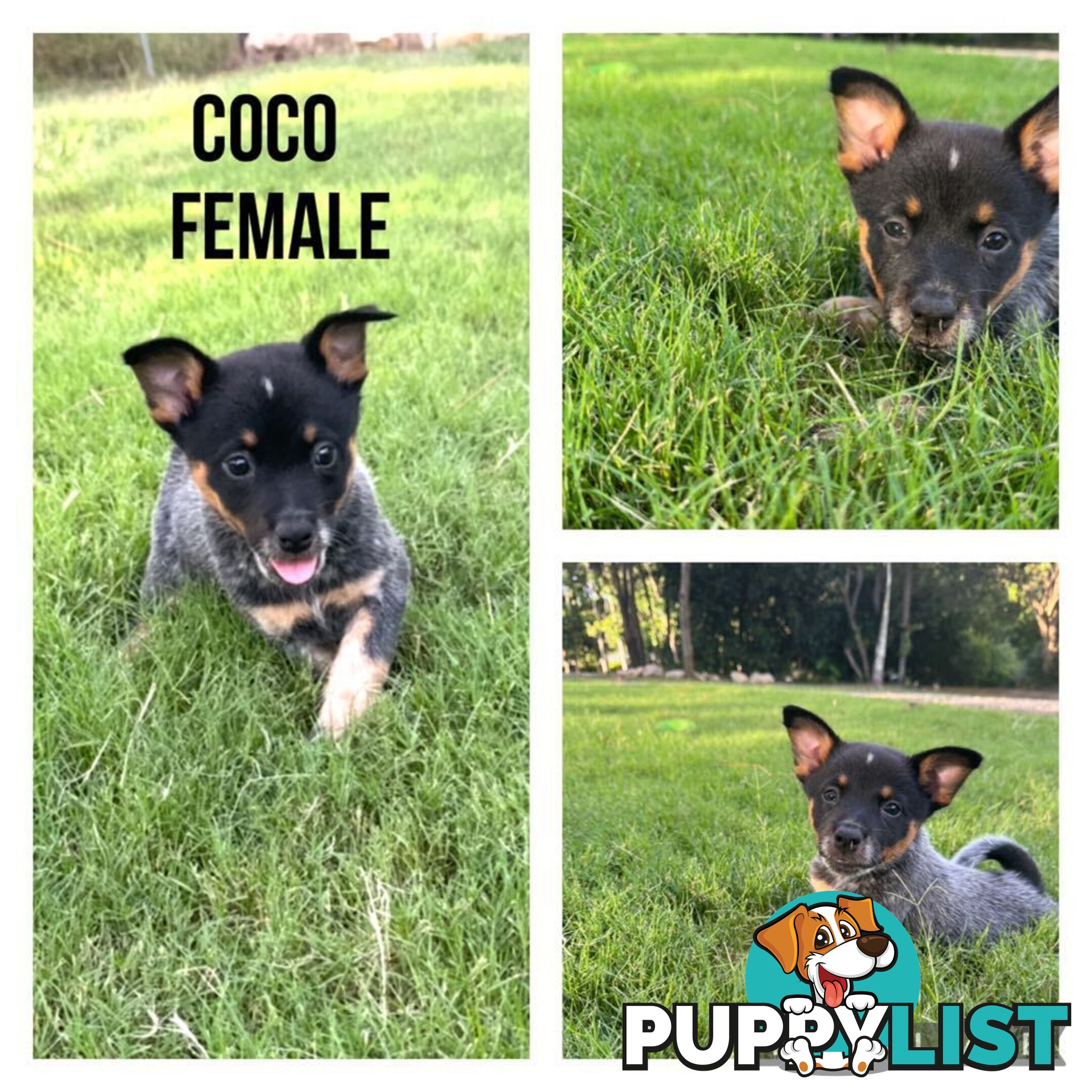 Australian Cattle Dog Puppies - Blue Heelers Pure Bred