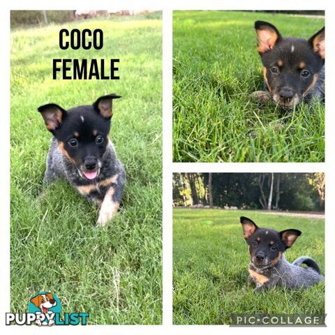 Australian Cattle Dog Puppies - Blue Heelers Pure Bred