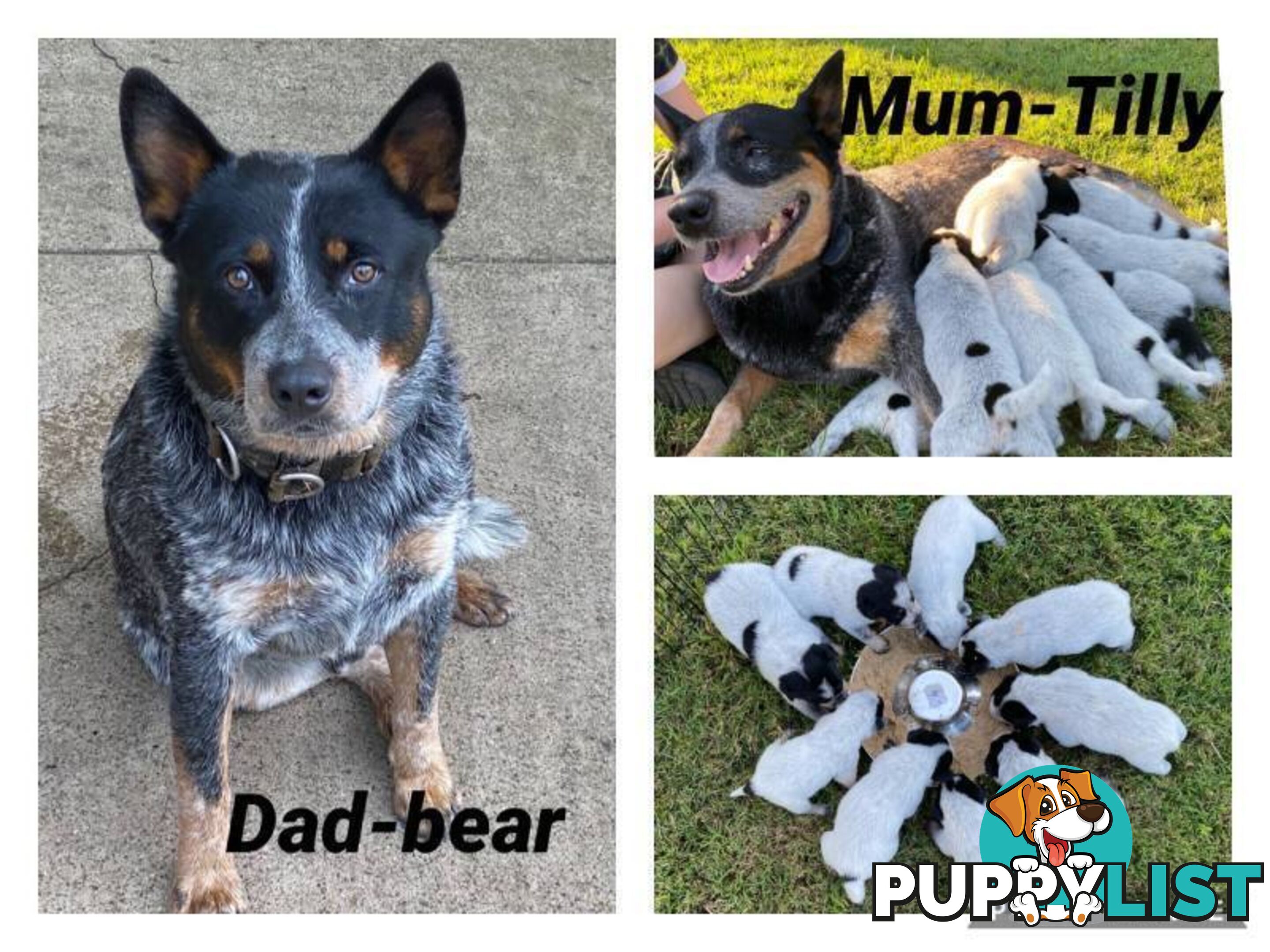 Australian Cattle Dog Puppies - Blue Heelers Pure Bred