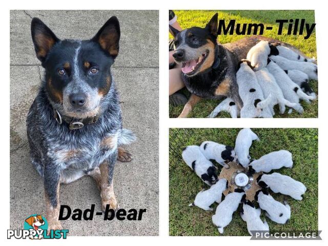 Australian Cattle Dog Puppies - Blue Heelers Pure Bred