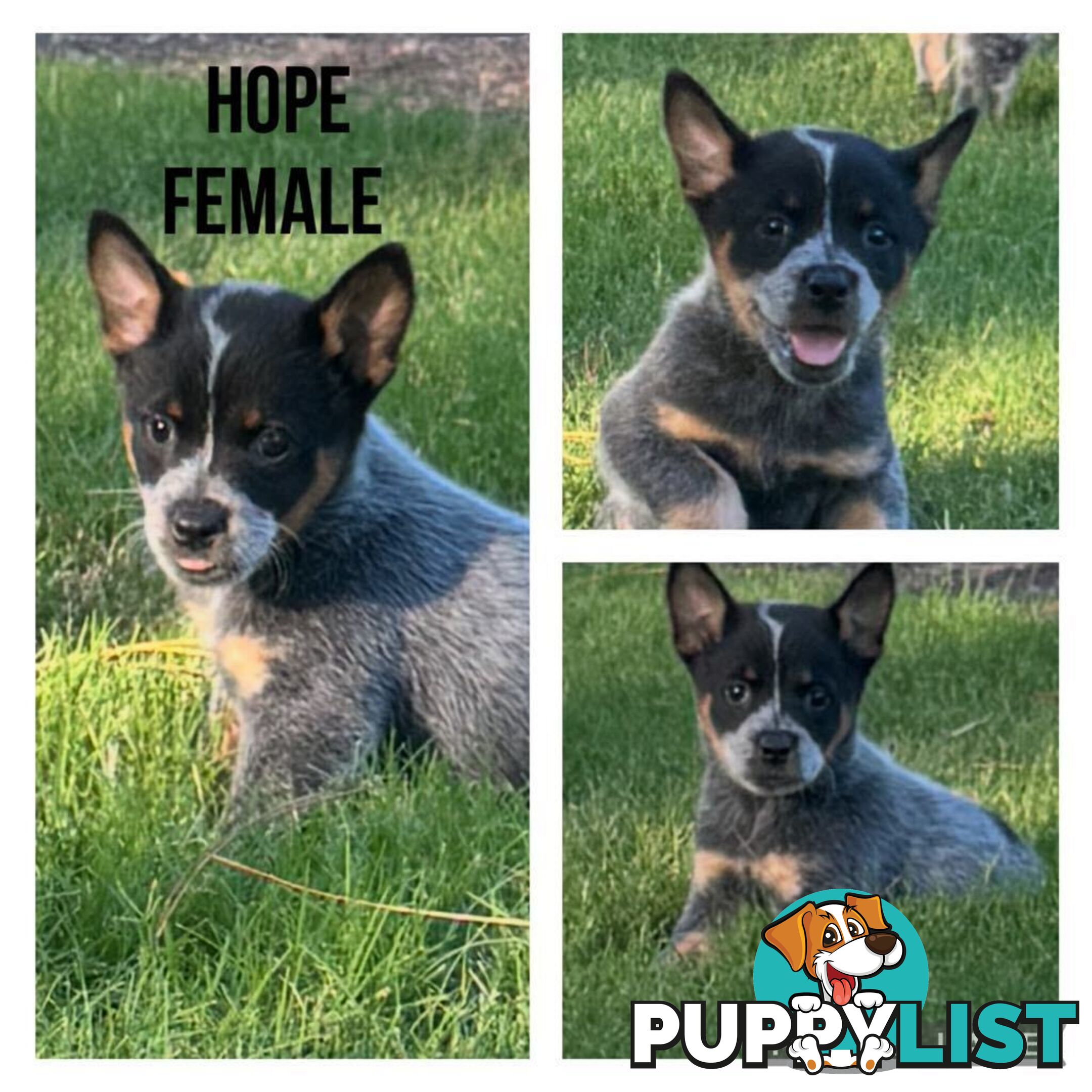 Australian Cattle Dog Puppies - Blue Heelers Pure Bred