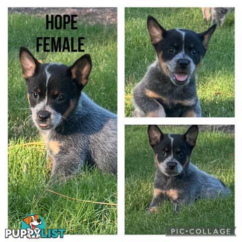 Australian Cattle Dog Puppies - Blue Heelers Pure Bred