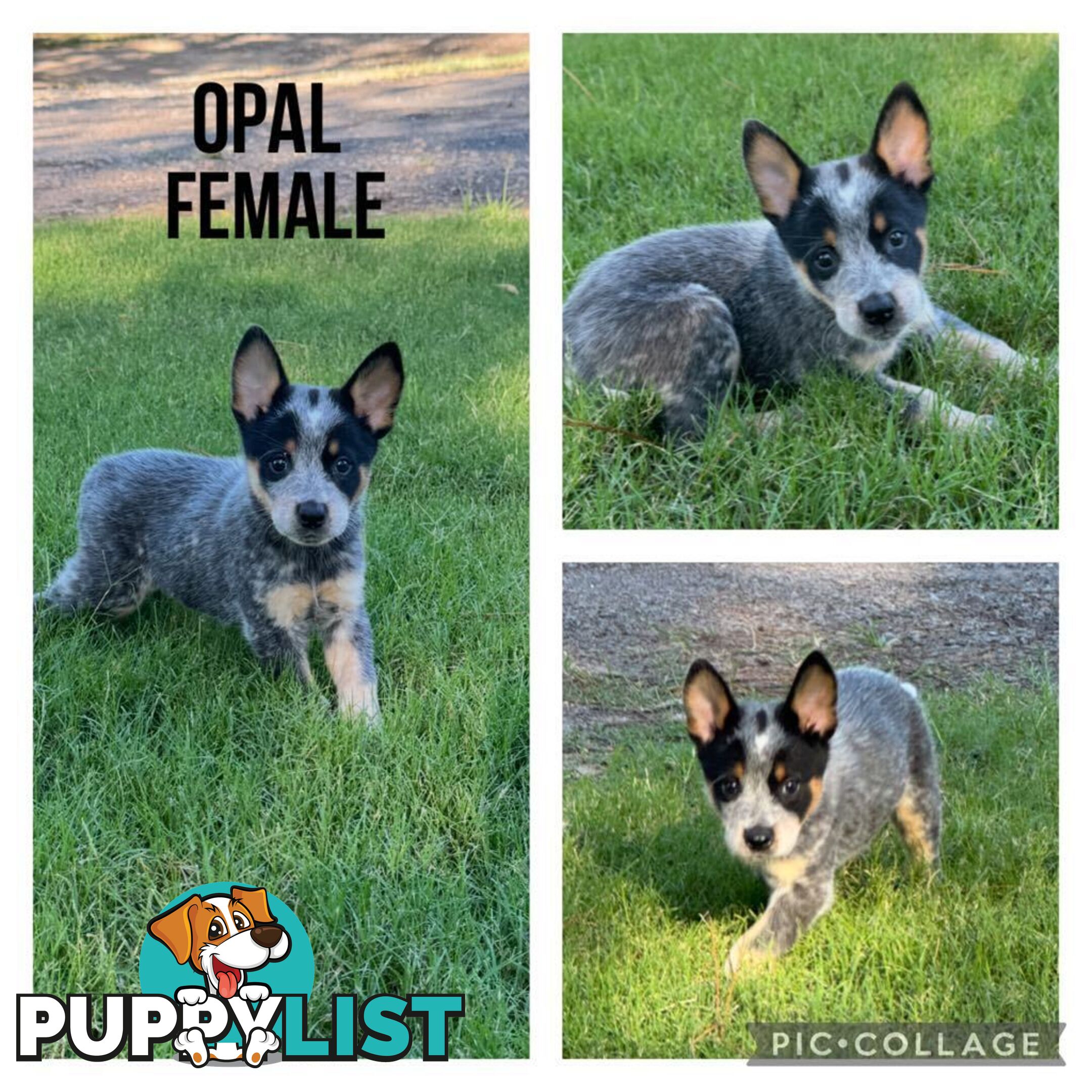 Australian Cattle Dog Puppies - Blue Heelers Pure Bred