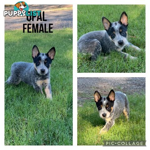 Australian Cattle Dog Puppies - Blue Heelers Pure Bred