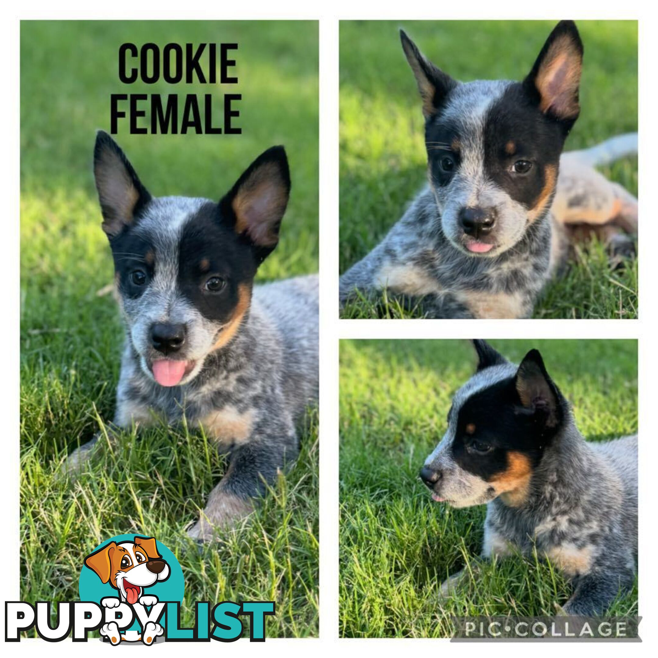 Australian Cattle Dog Puppies - Blue Heelers Pure Bred