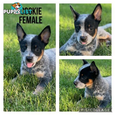 Australian Cattle Dog Puppies - Blue Heelers Pure Bred