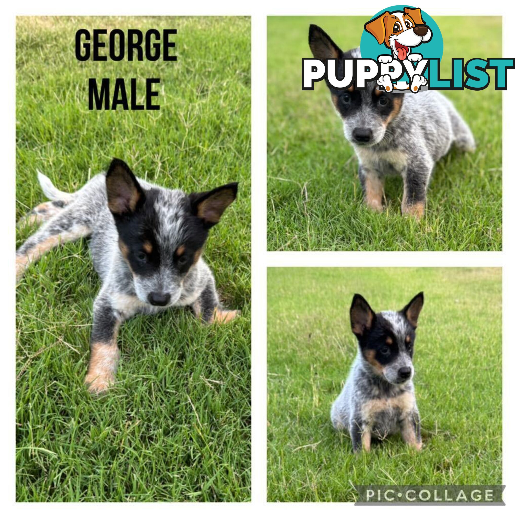 Australian Cattle Dog Puppies - Blue Heelers Pure Bred