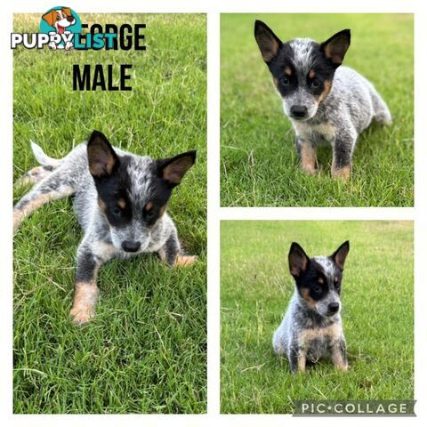 Australian Cattle Dog Puppies - Blue Heelers Pure Bred