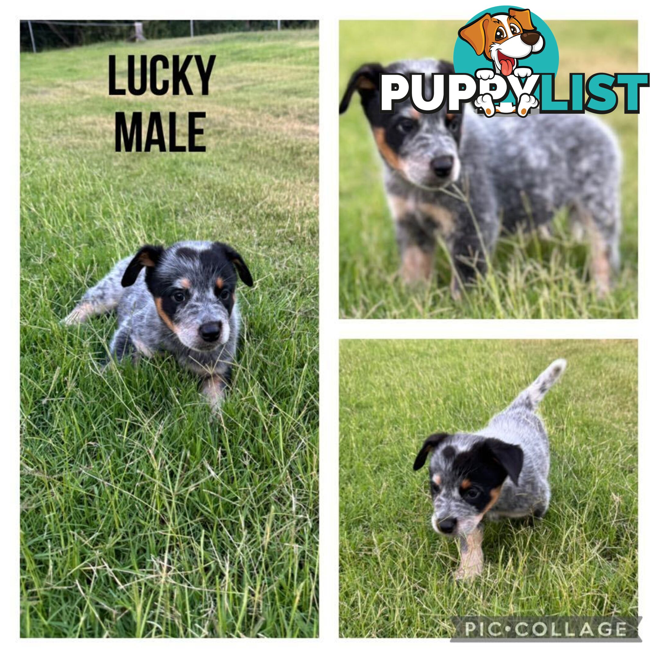 Australian Cattle Dog Puppies - Blue Heelers Pure Bred