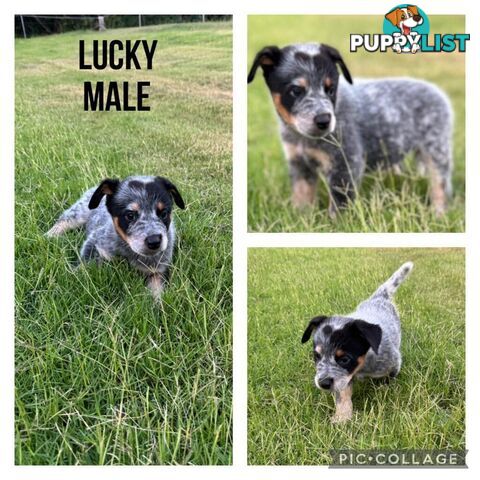 Australian Cattle Dog Puppies - Blue Heelers Pure Bred