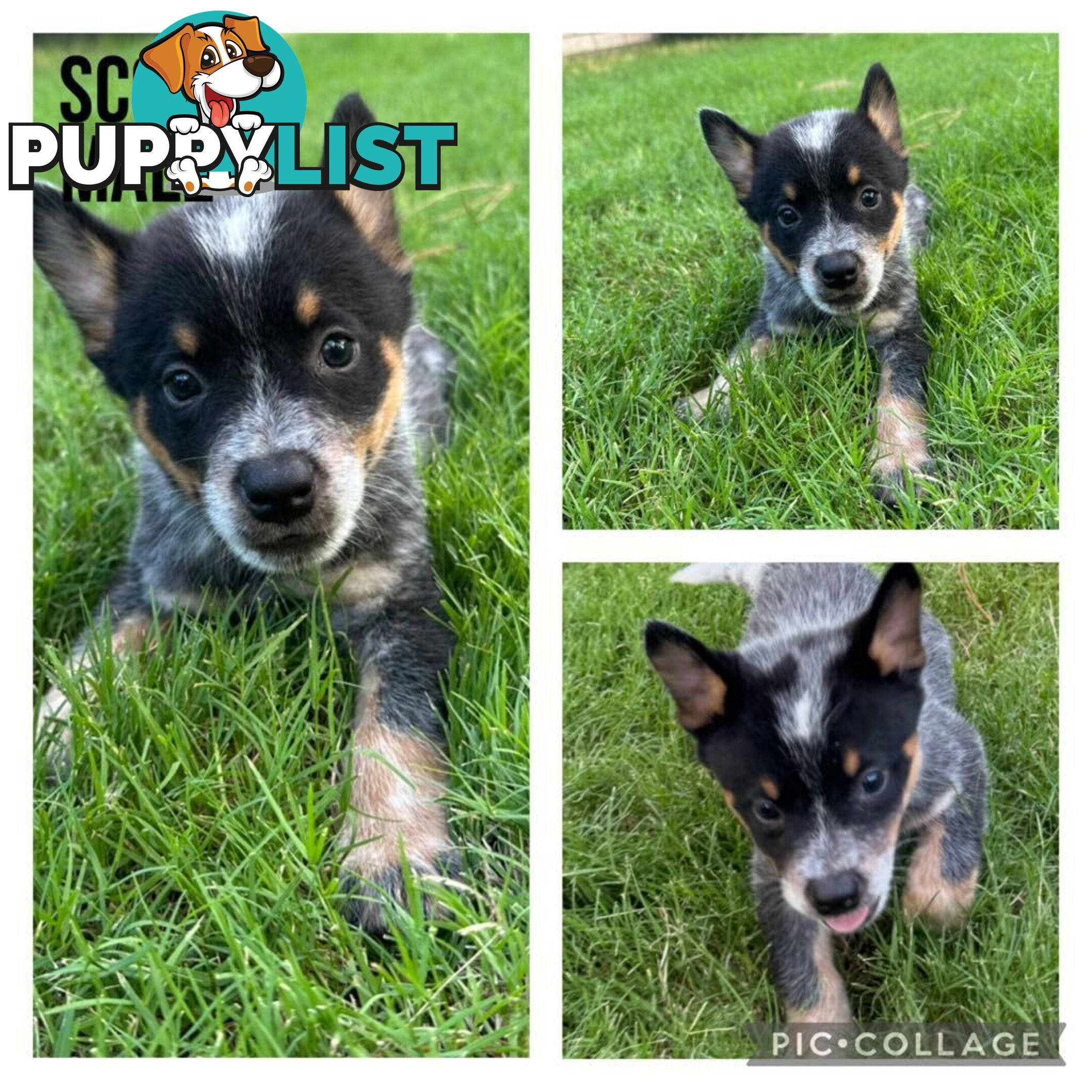 Australian Cattle Dog Puppies - Blue Heelers Pure Bred