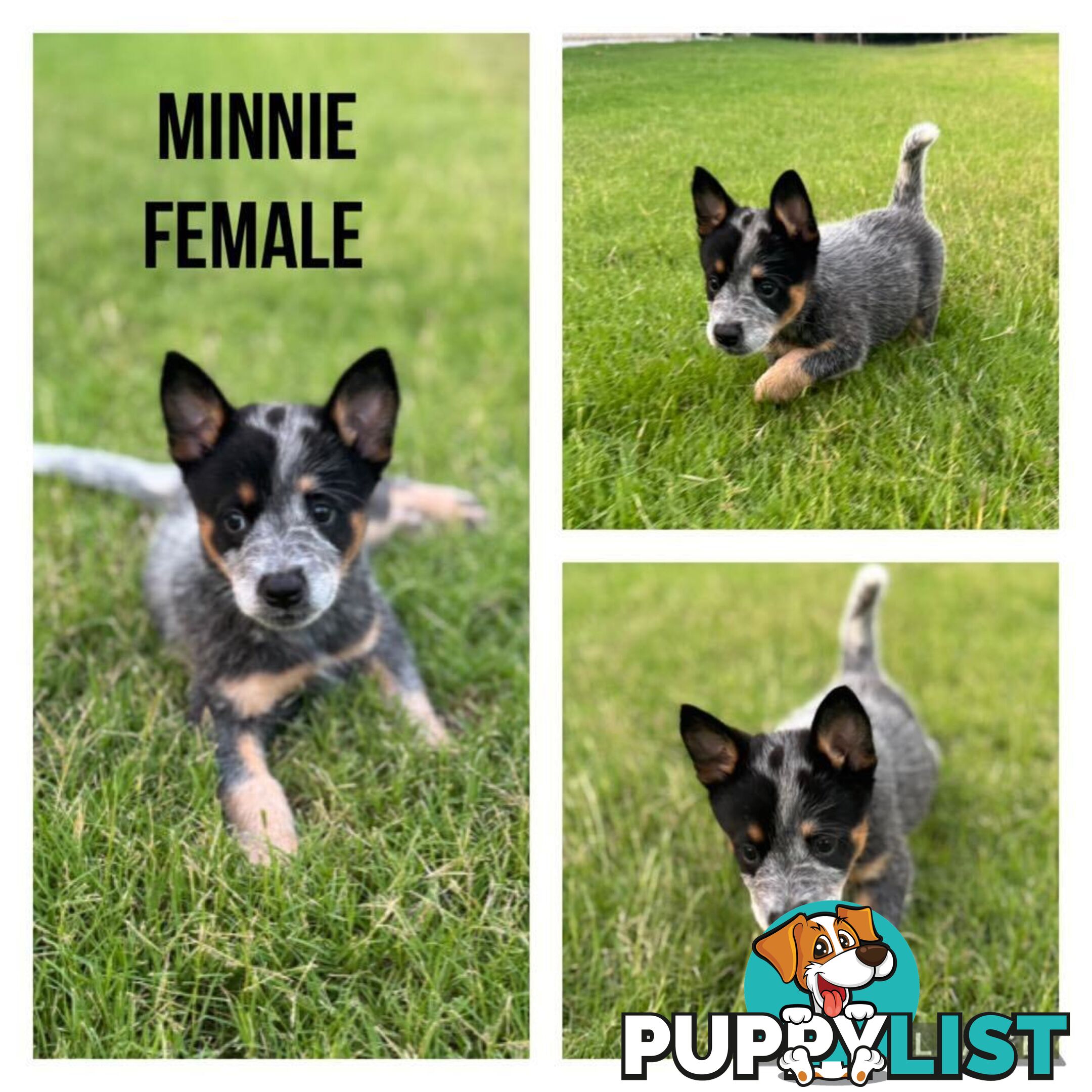 Australian Cattle Dog Puppies - Blue Heelers Pure Bred