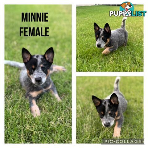 Australian Cattle Dog Puppies - Blue Heelers Pure Bred