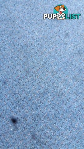 LARGE BLUE FLECK RUG NEW