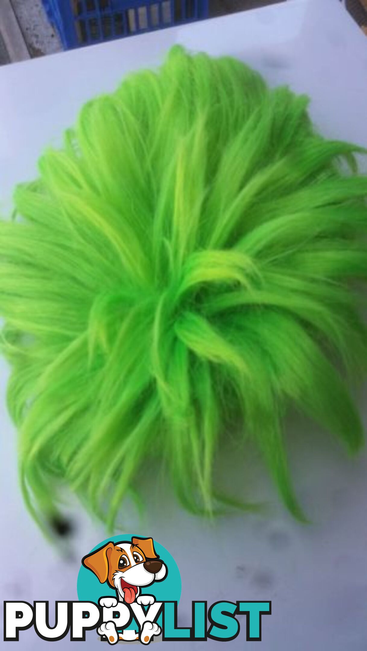 WIG SHORT GREEN