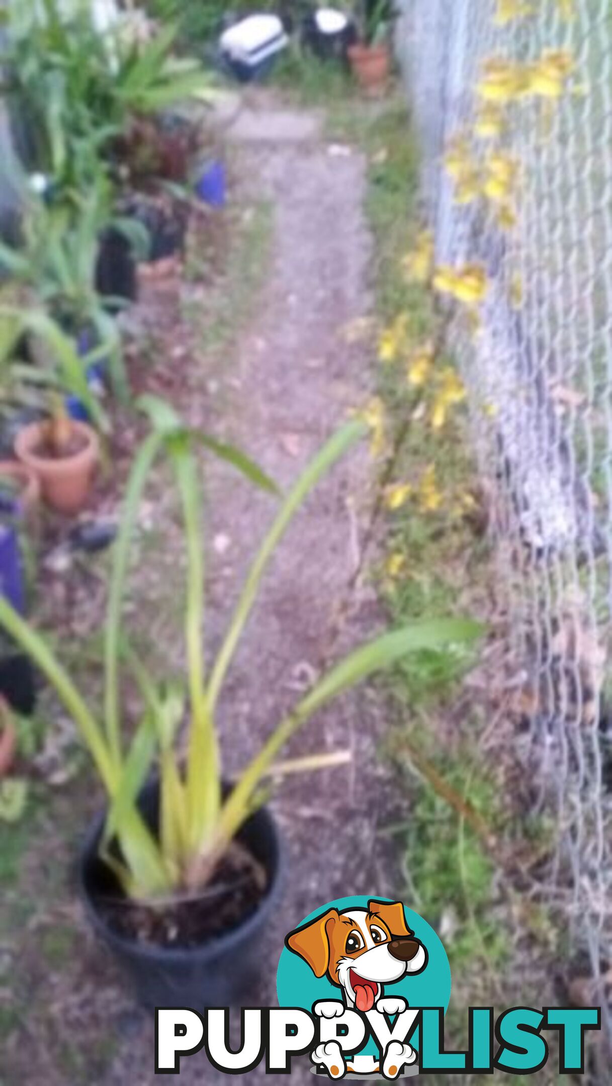 ORCHID IN POT YELLOW