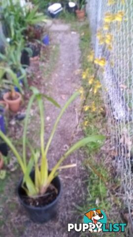 ORCHID IN POT YELLOW