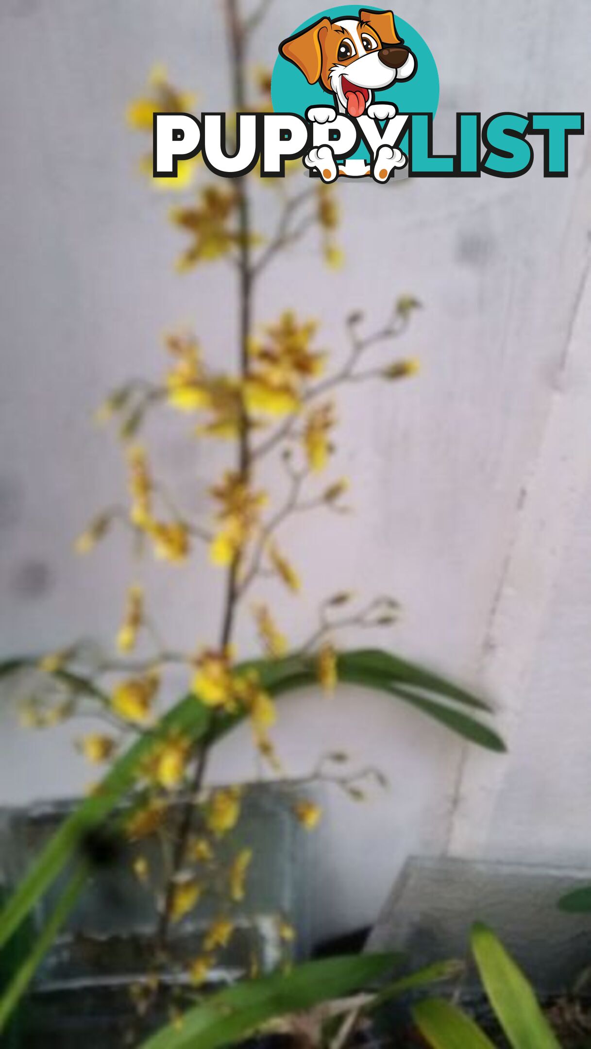 ORCHID IN POT YELLOW