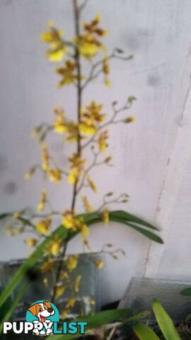 ORCHID IN POT YELLOW